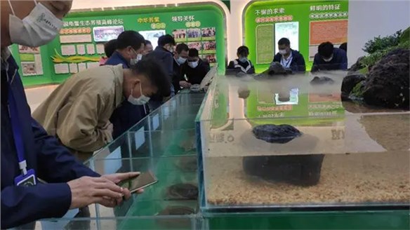 汉寿甲鱼产业新名片！各界人士观摩尊龙凯时生态产业园