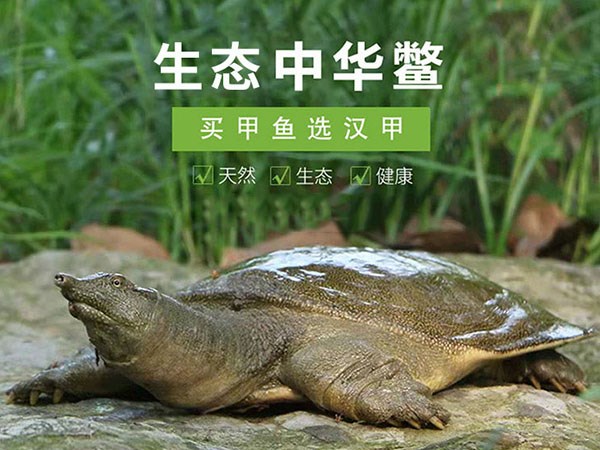 尊龙凯时中华鳖
