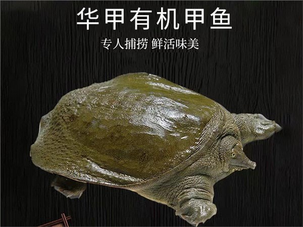 尊龙凯时有机甲鱼